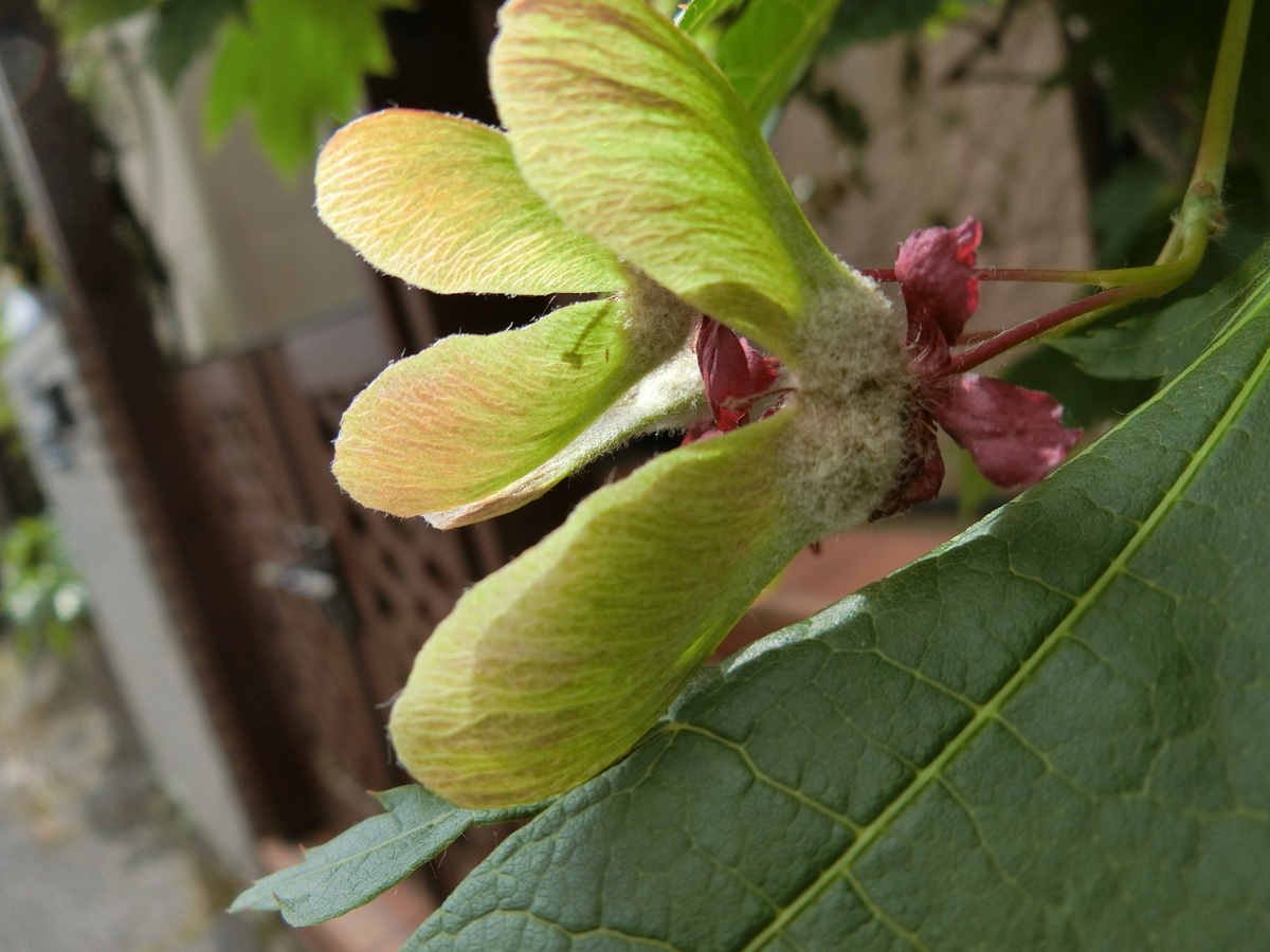 f:id:kame710:20200522085432j:plain