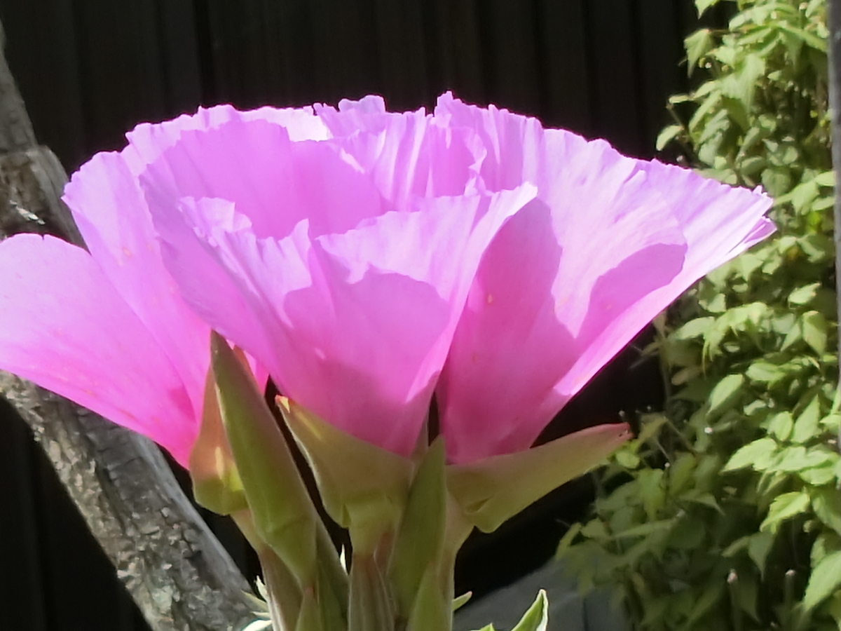 f:id:kame710:20200522085710j:plain