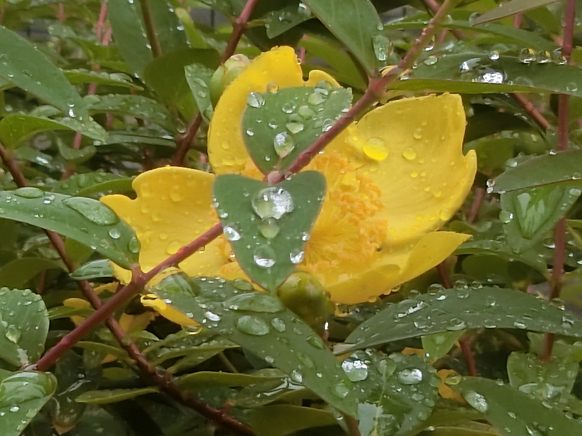 f:id:kame710:20200531092336j:plain