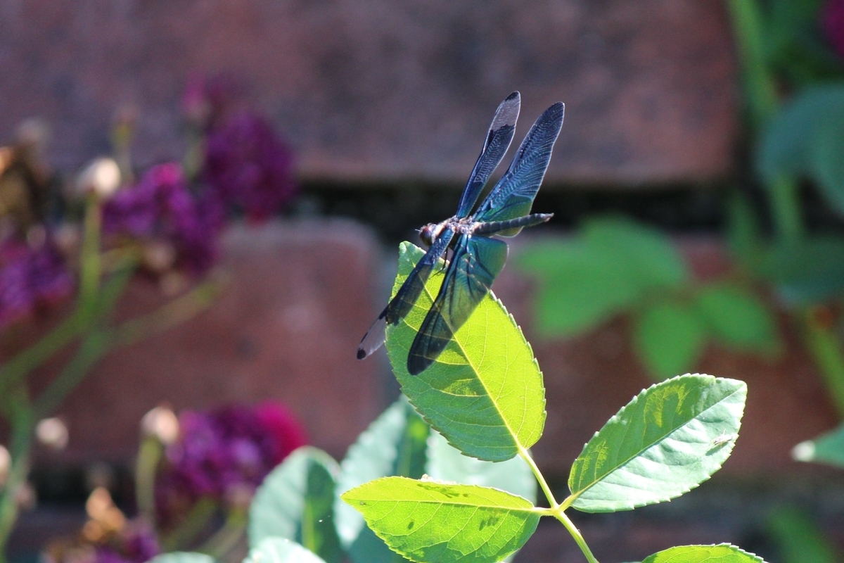 f:id:kame710:20200608092115j:plain