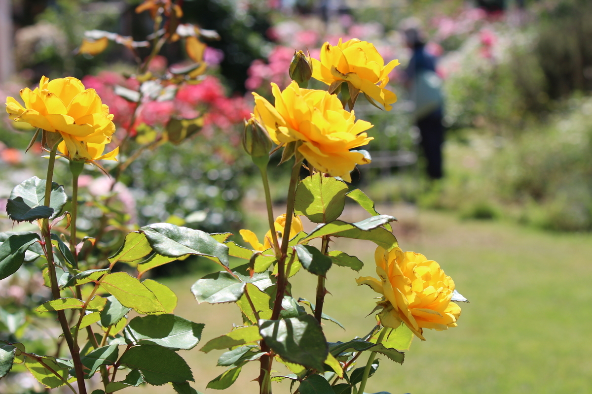 f:id:kame710:20200608093314j:plain