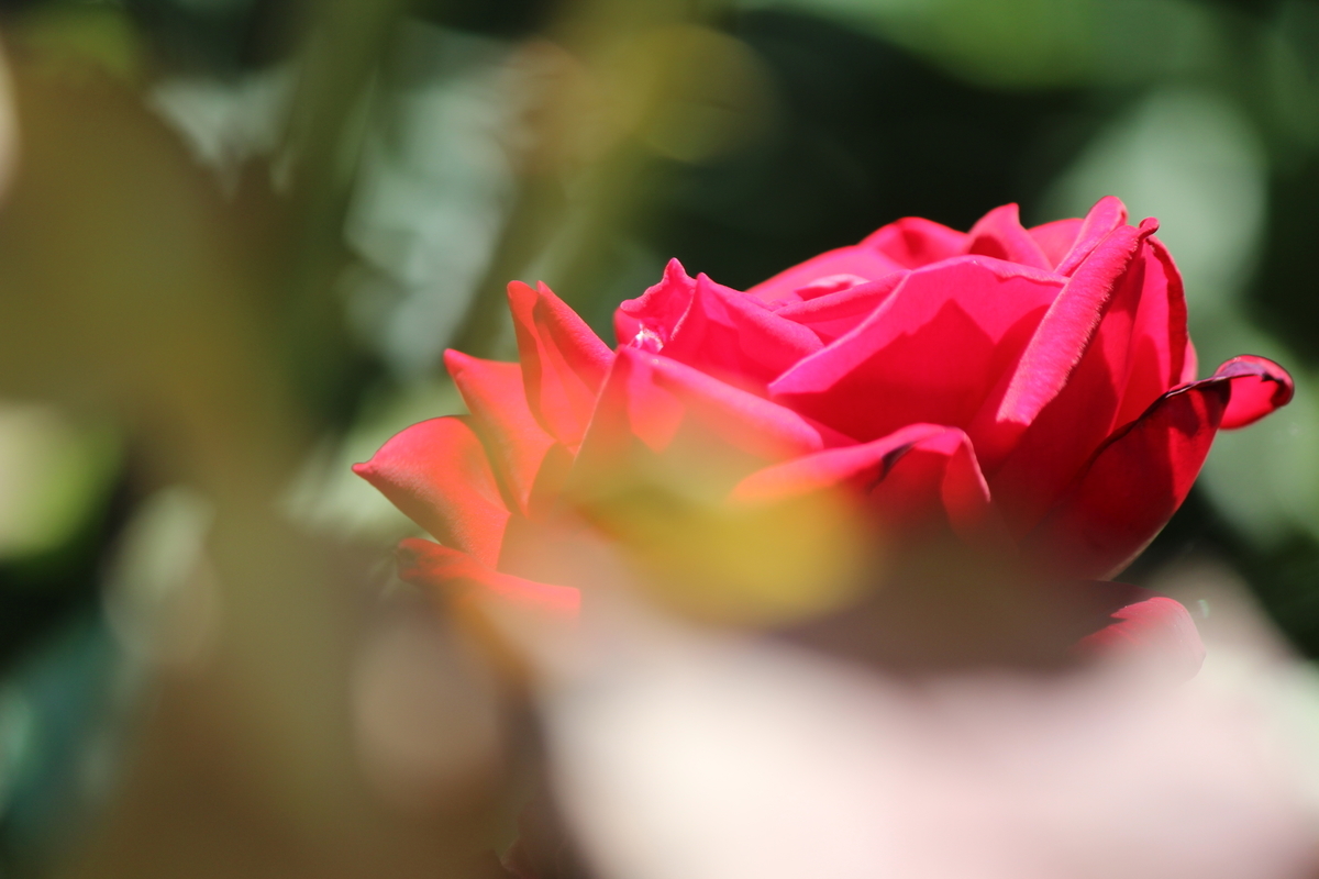 f:id:kame710:20200608094413j:plain