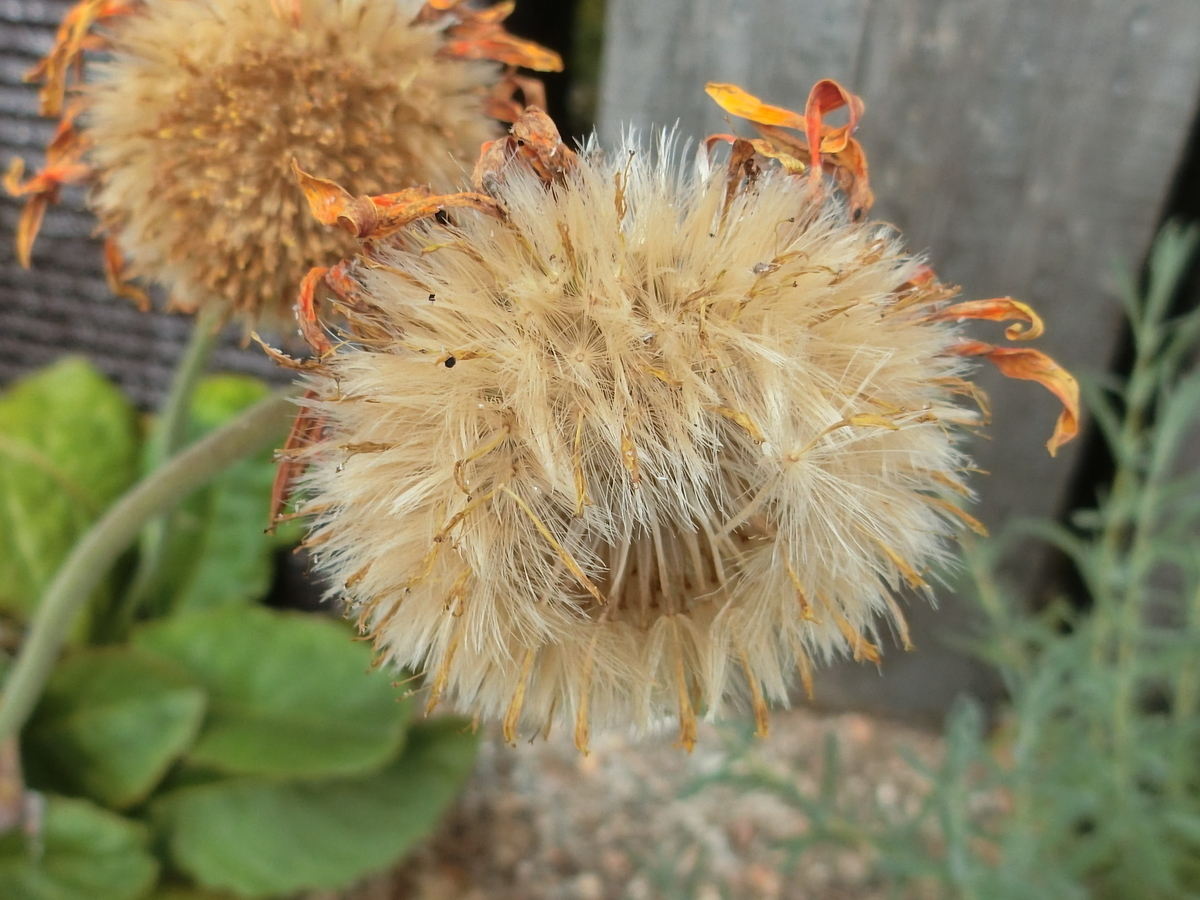 f:id:kame710:20200610083845j:plain