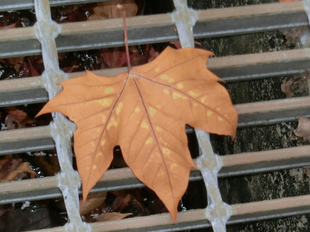 f:id:kame710:20201112085751j:plain