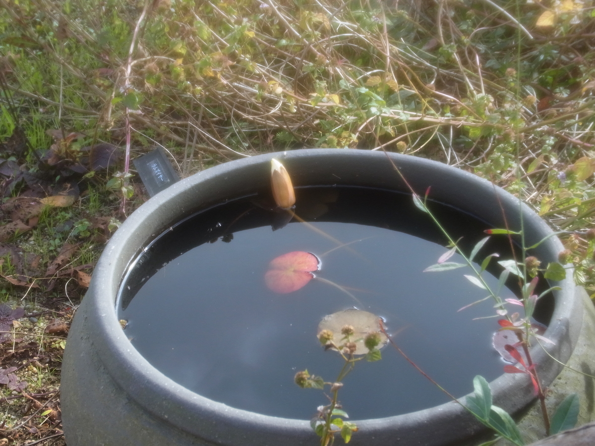 f:id:kame710:20201121101846j:plain