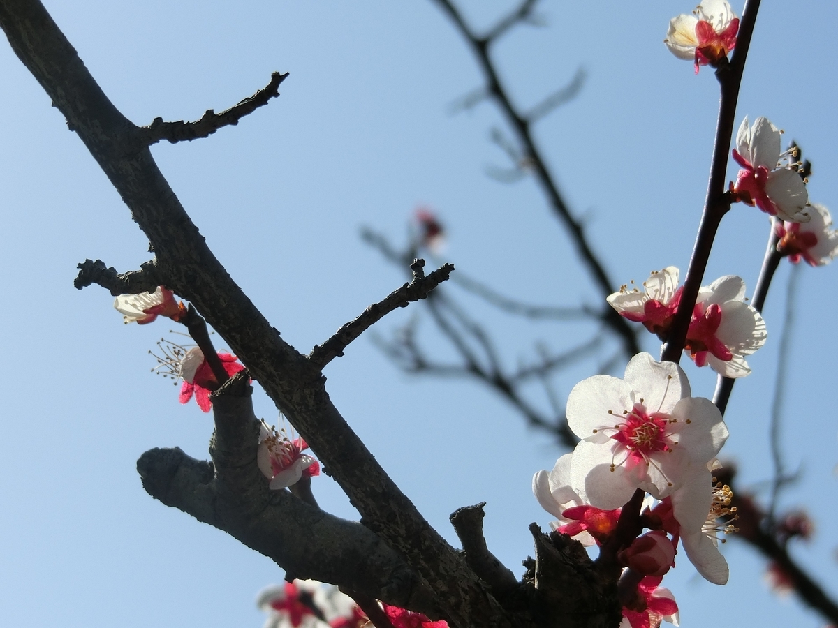 f:id:kame710:20210311093556j:plain