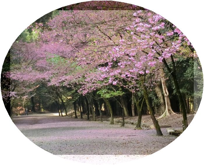 f:id:kame710:20210329092135j:plain
