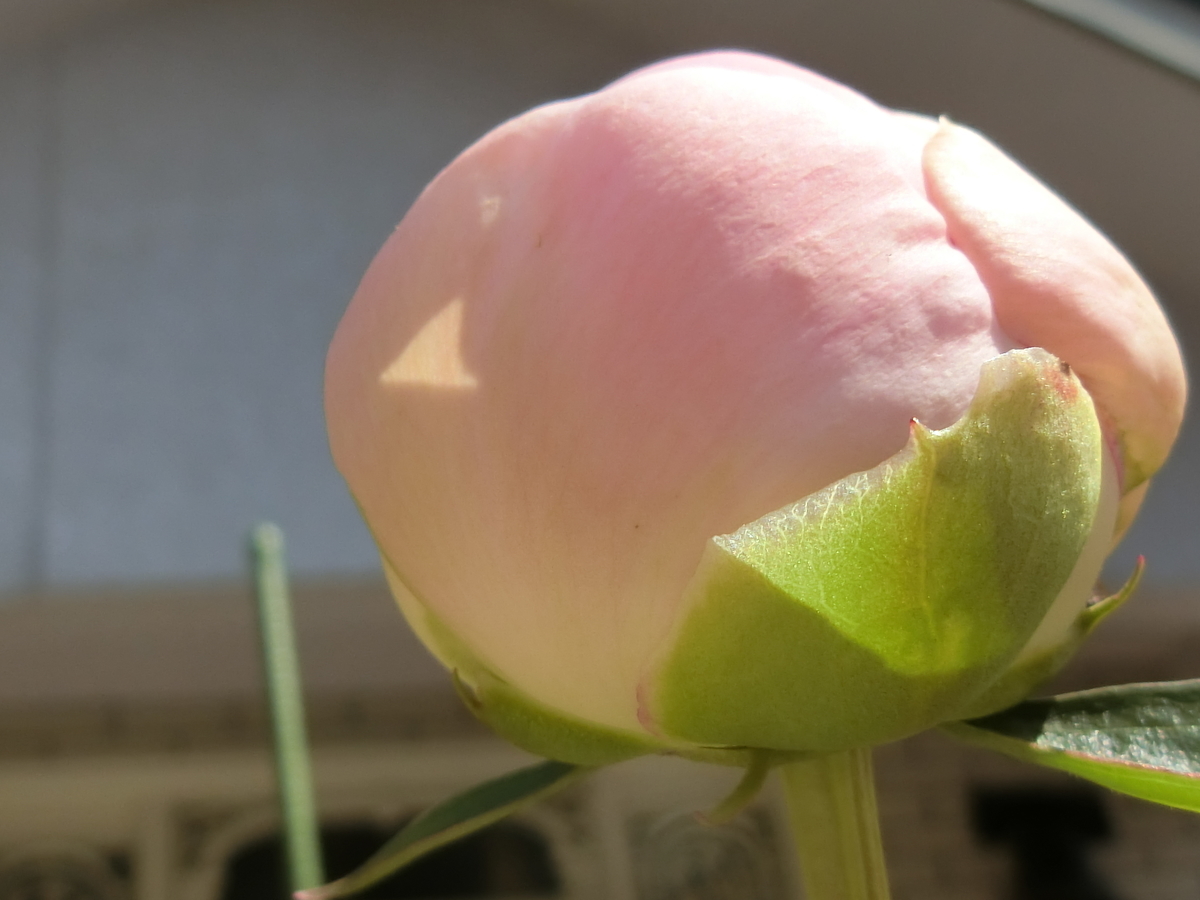 f:id:kame710:20210504093359j:plain