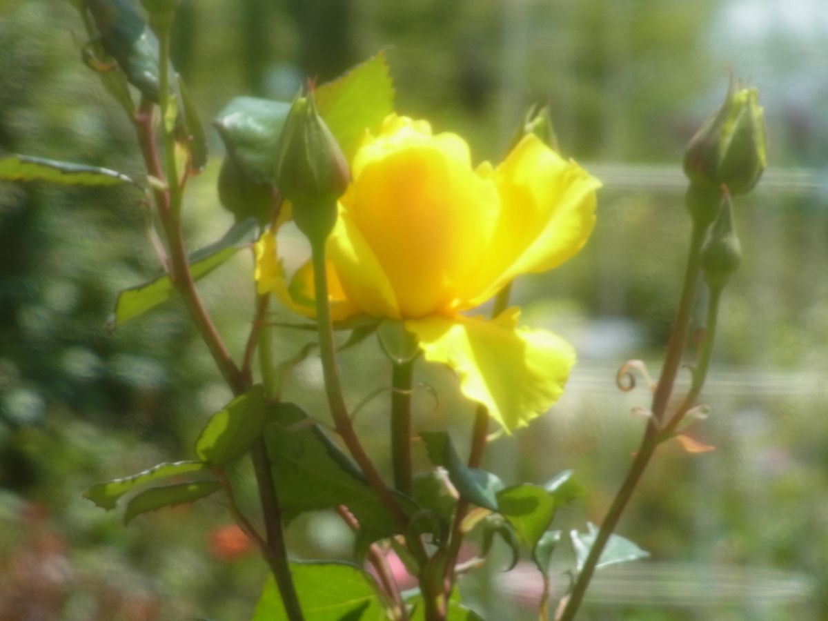 f:id:kame710:20210510105406j:plain