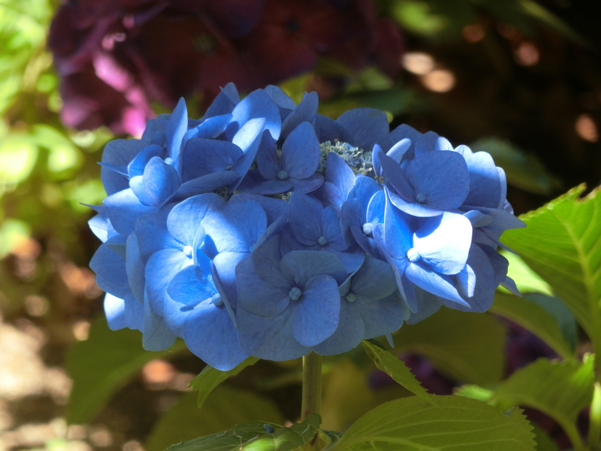 f:id:kame710:20210617090657j:plain
