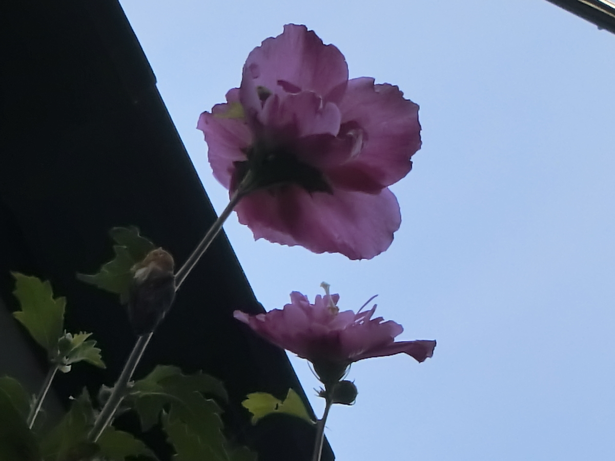 f:id:kame710:20210802084009j:plain