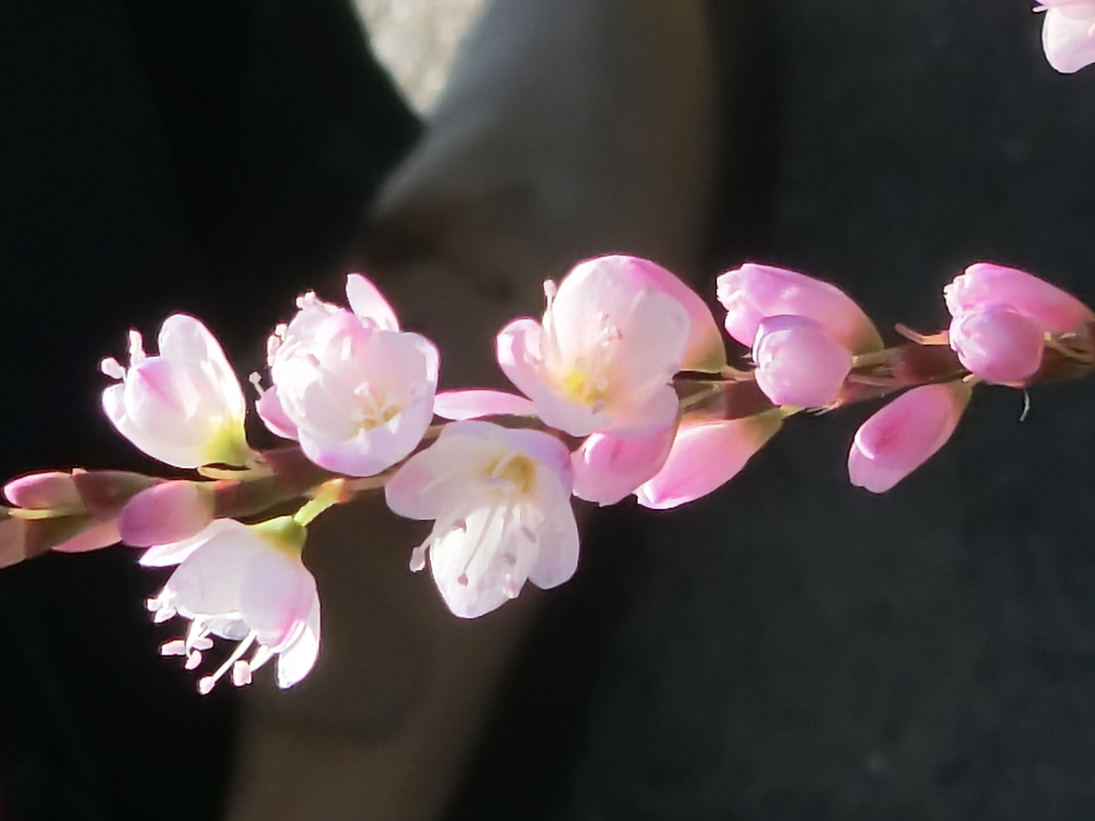 f:id:kame710:20211111094916j:plain