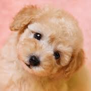 f:id:kame710:20211129162514p:plain