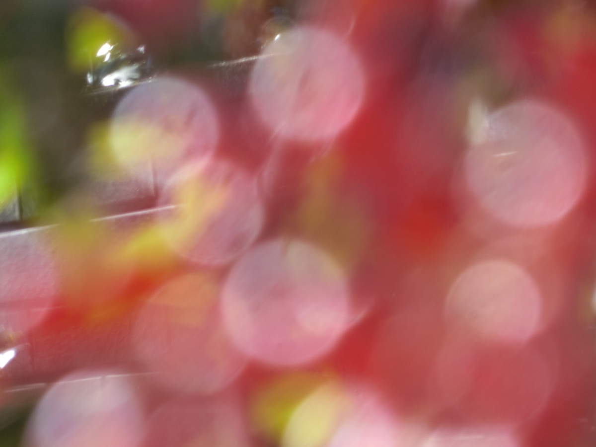f:id:kame710:20211202101327j:plain