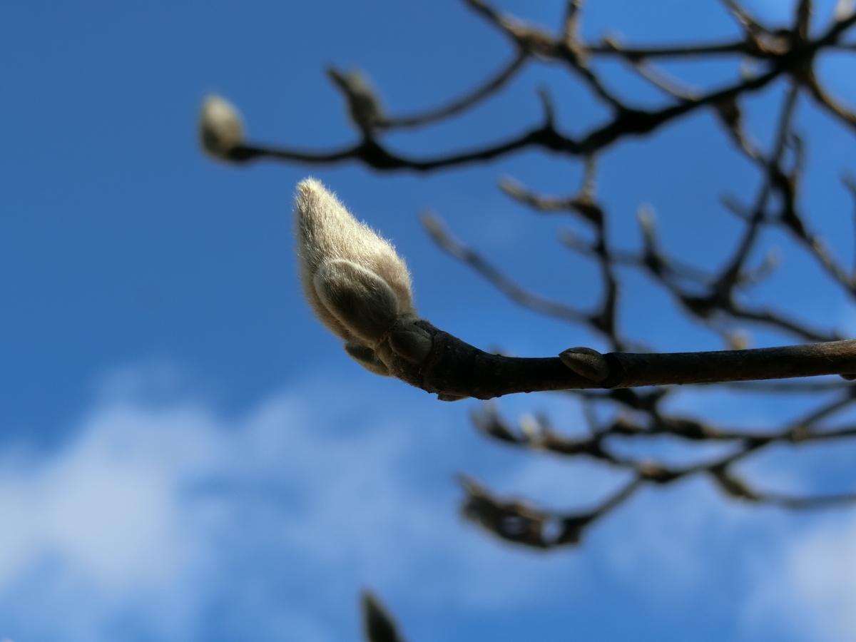 f:id:kame710:20220207102733j:plain