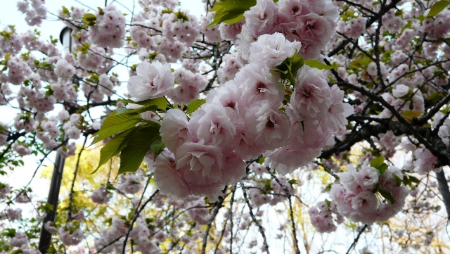 大阪造幣局 八重桜