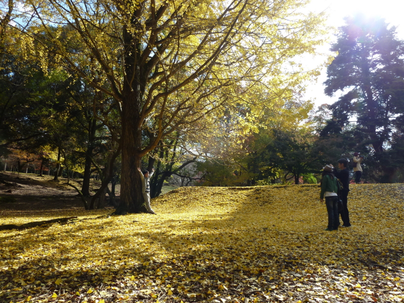 奈良公園