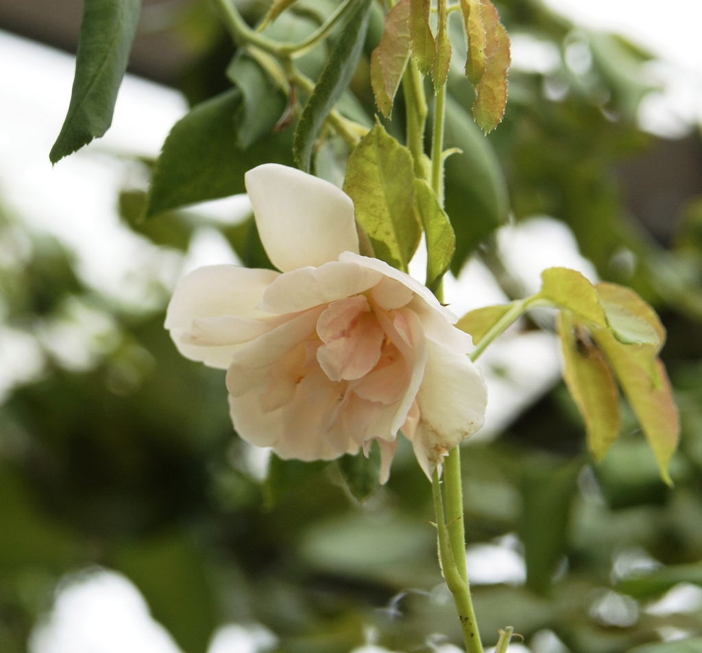 f:id:kameKiKu:20160920163143j:plain f:id:kameKiKu:20160920163143j:plain