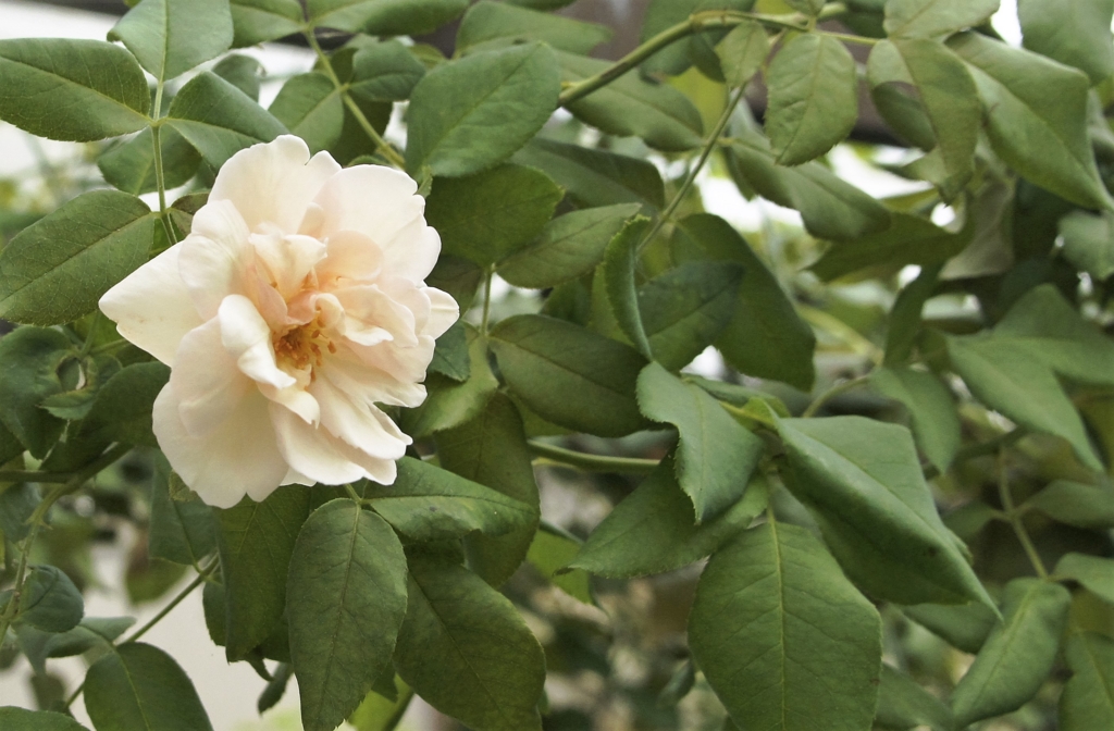 f:id:kameKiKu:20160920163306j:plain f:id:kameKiKu:20160920163306j:plain