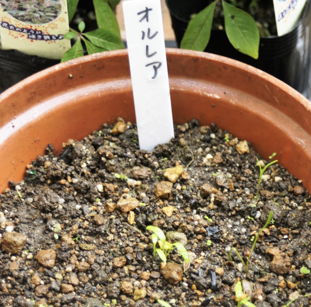 f:id:kameKiKu:20160920163456j:plain f:id:kameKiKu:20160920163456j:plain