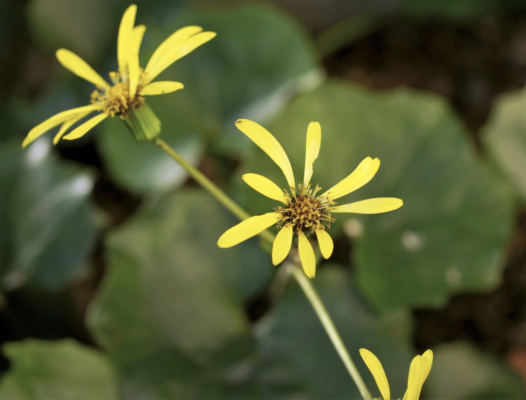 f:id:kameKiKu:20161101231126j:plain f:id:kameKiKu:20161101231126j:plain