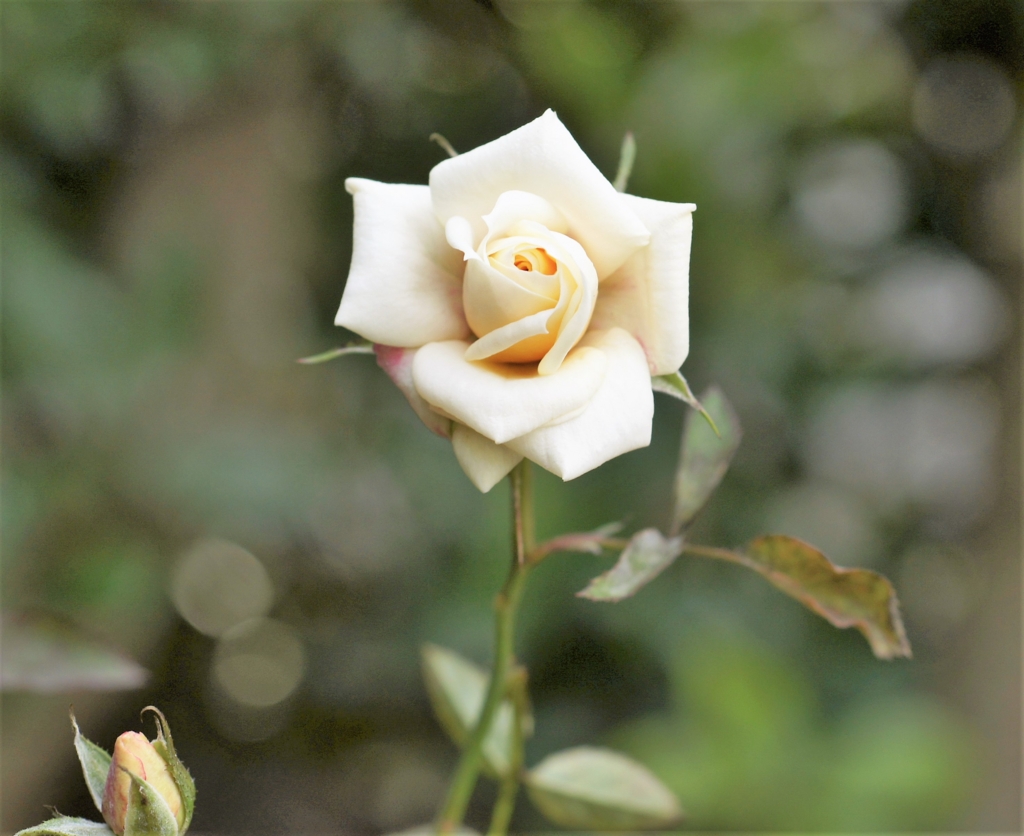 f:id:kameKiKu:20161101231212j:plain f:id:kameKiKu:20161101231212j:plain