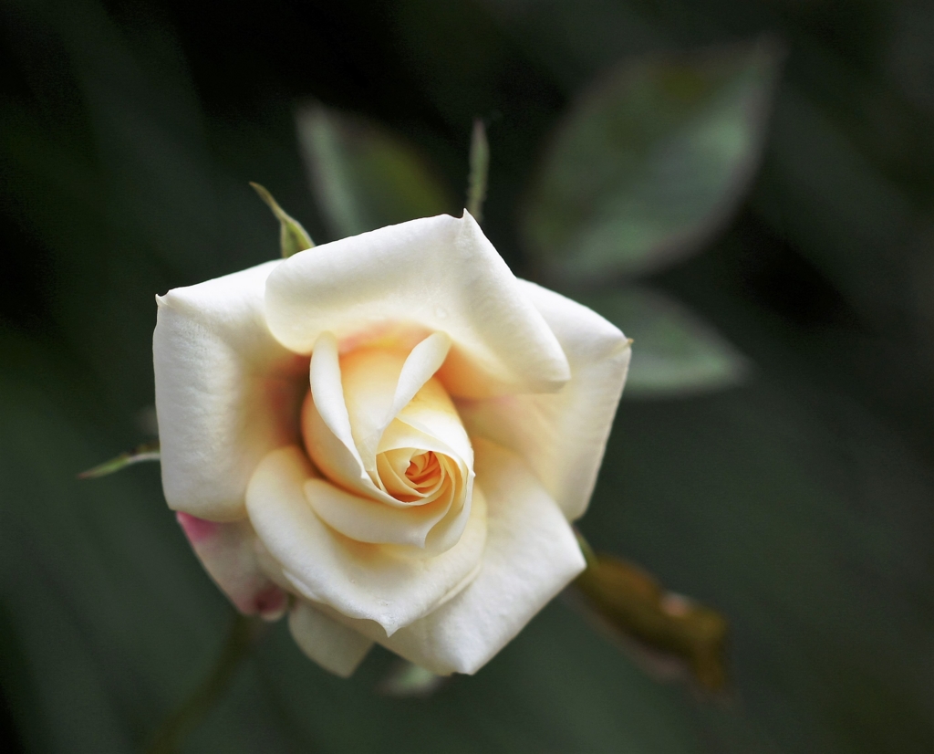 f:id:kameKiKu:20161101231247j:plain f:id:kameKiKu:20161101231247j:plain