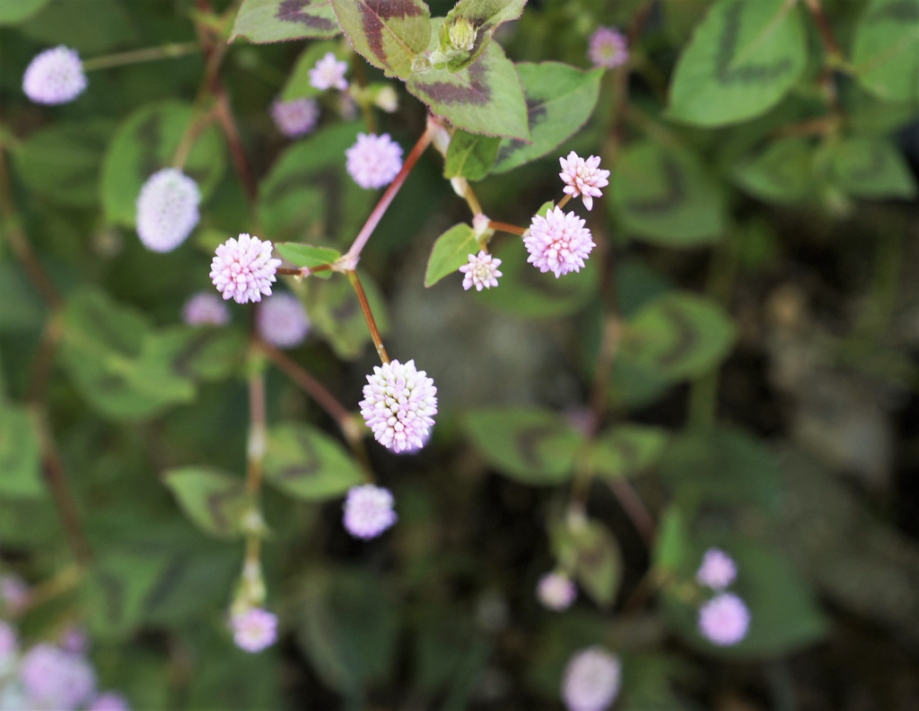 f:id:kameKiKu:20161101231318j:plain f:id:kameKiKu:20161101231318j:plain