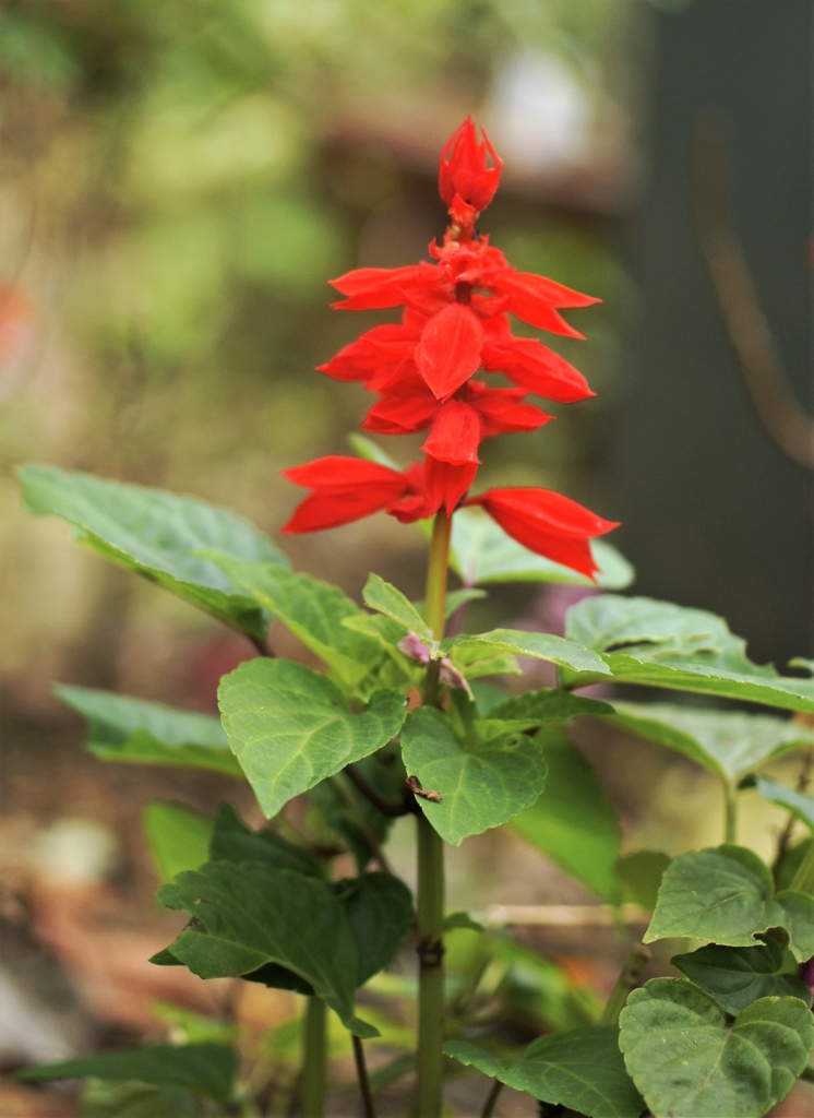 f:id:kameKiKu:20161101231432j:plain f:id:kameKiKu:20161101231432j:plain