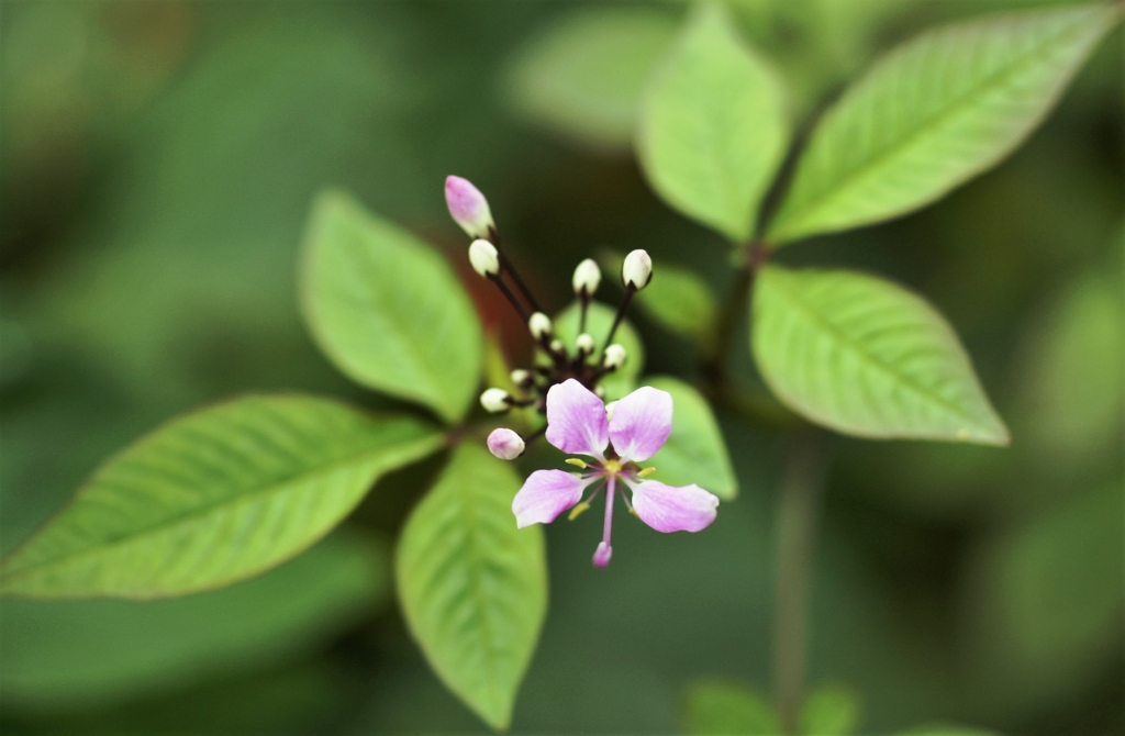 f:id:kameKiKu:20161101231512j:plain f:id:kameKiKu:20161101231512j:plain