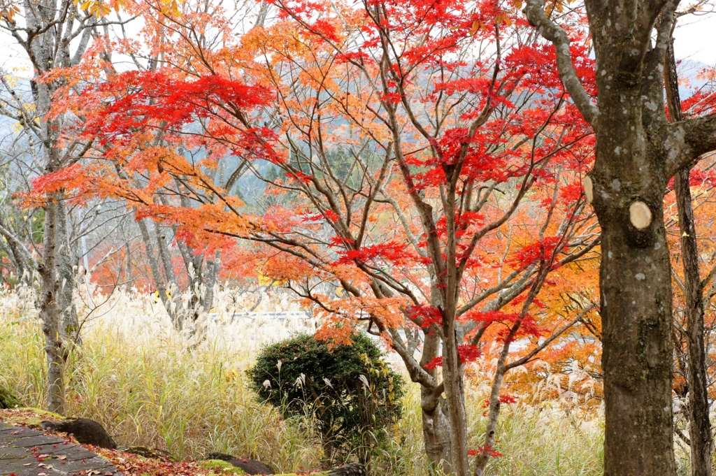 f:id:kameKiKu:20161116221929j:plain f:id:kameKiKu:20161116221929j:plain