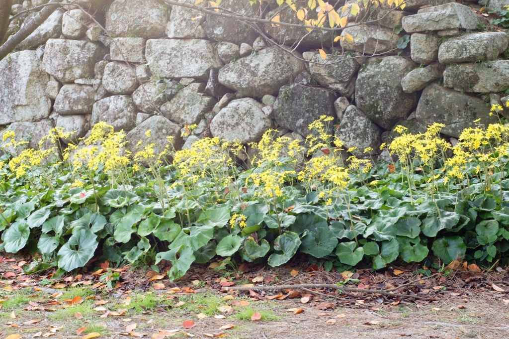 f:id:kameKiKu:20161116223159j:plain f:id:kameKiKu:20161116223159j:plain