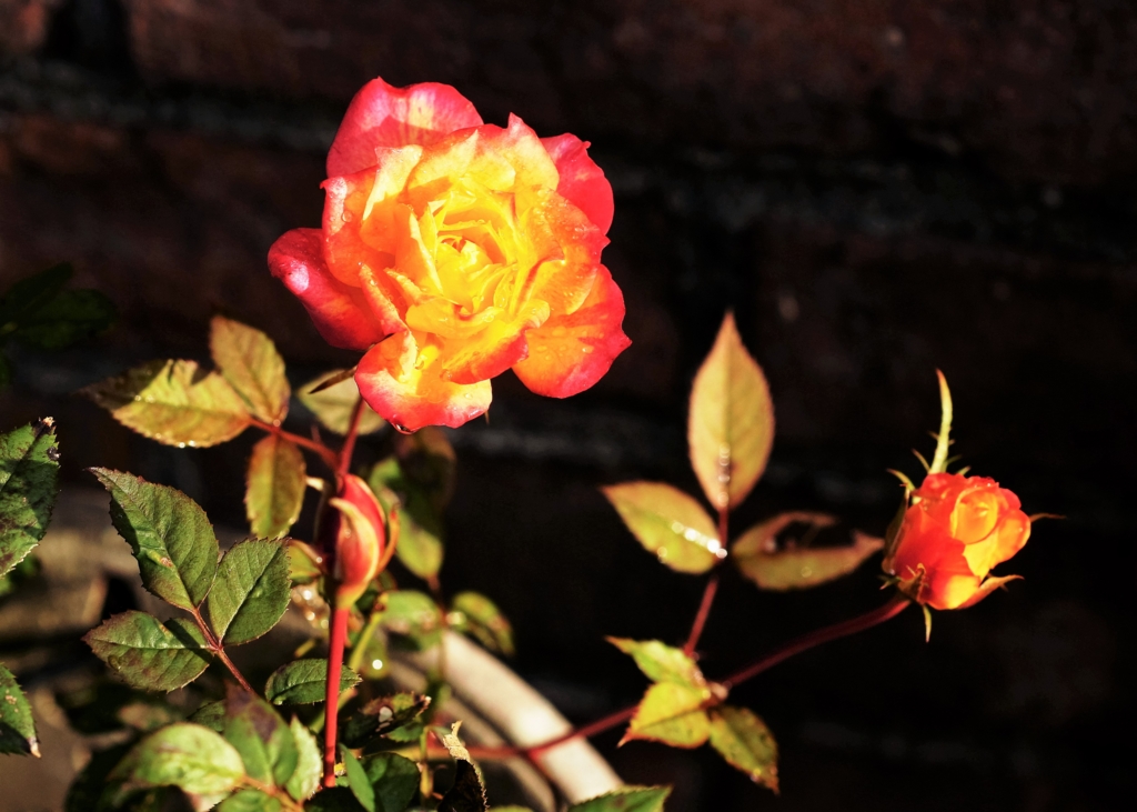 f:id:kameKiKu:20161126092244j:plain f:id:kameKiKu:20161126092244j:plain