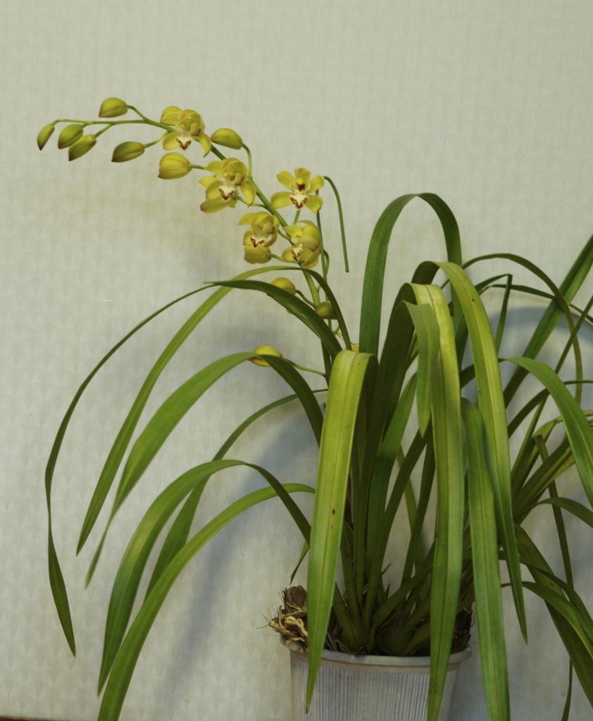 f:id:kameKiKu:20161223153501j:plain