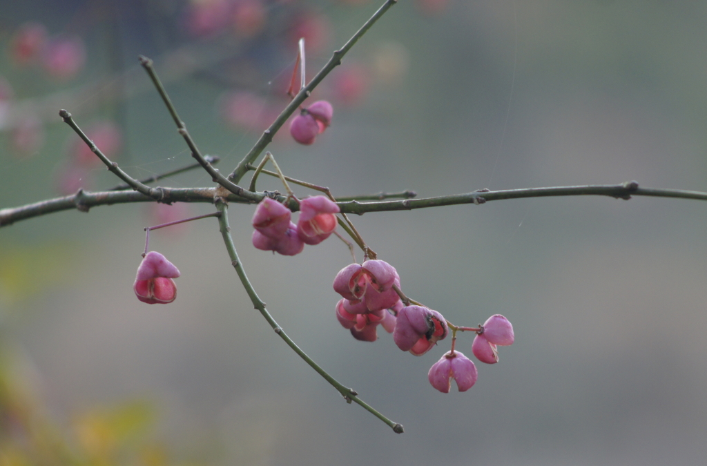 f:id:kameKiKu:20161223154043j:plain