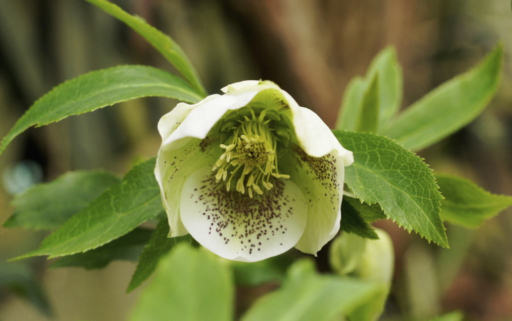 f:id:kameKiKu:20170326111630j:plain