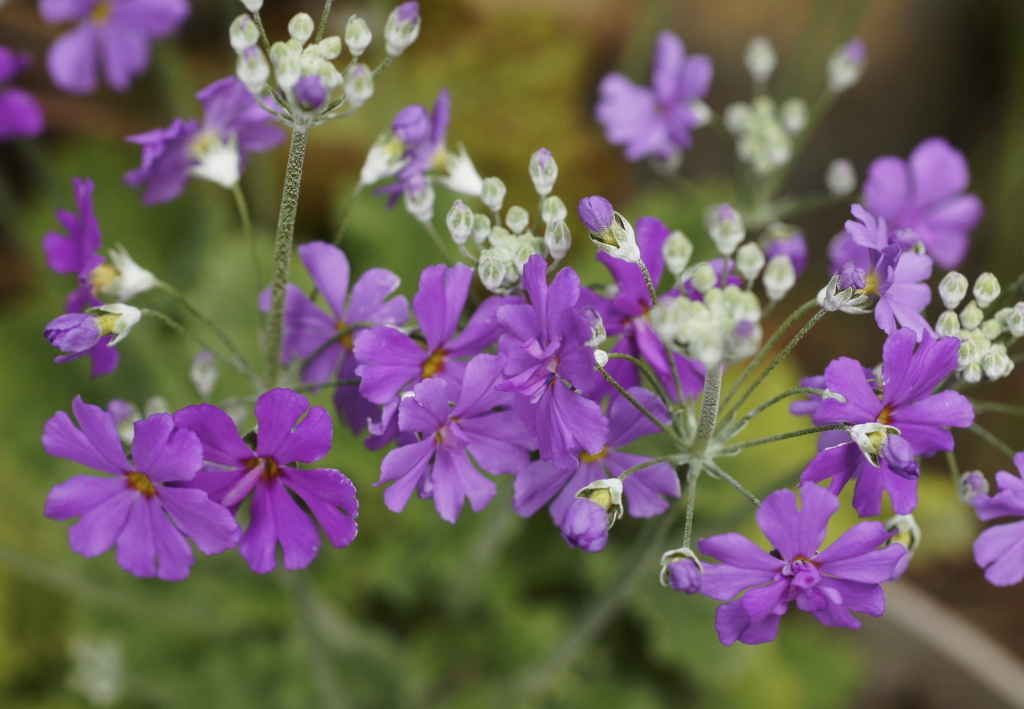 f:id:kameKiKu:20170326111704j:plain