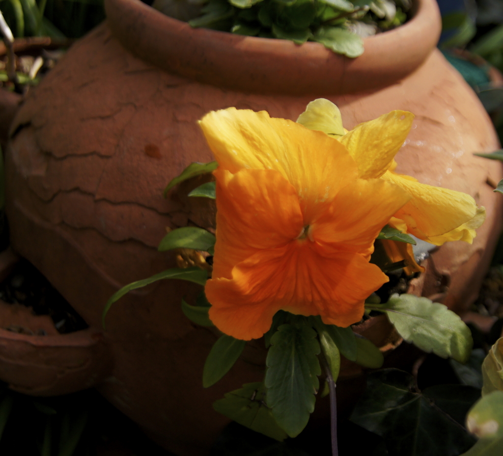 f:id:kameKiKu:20170326111905j:plain