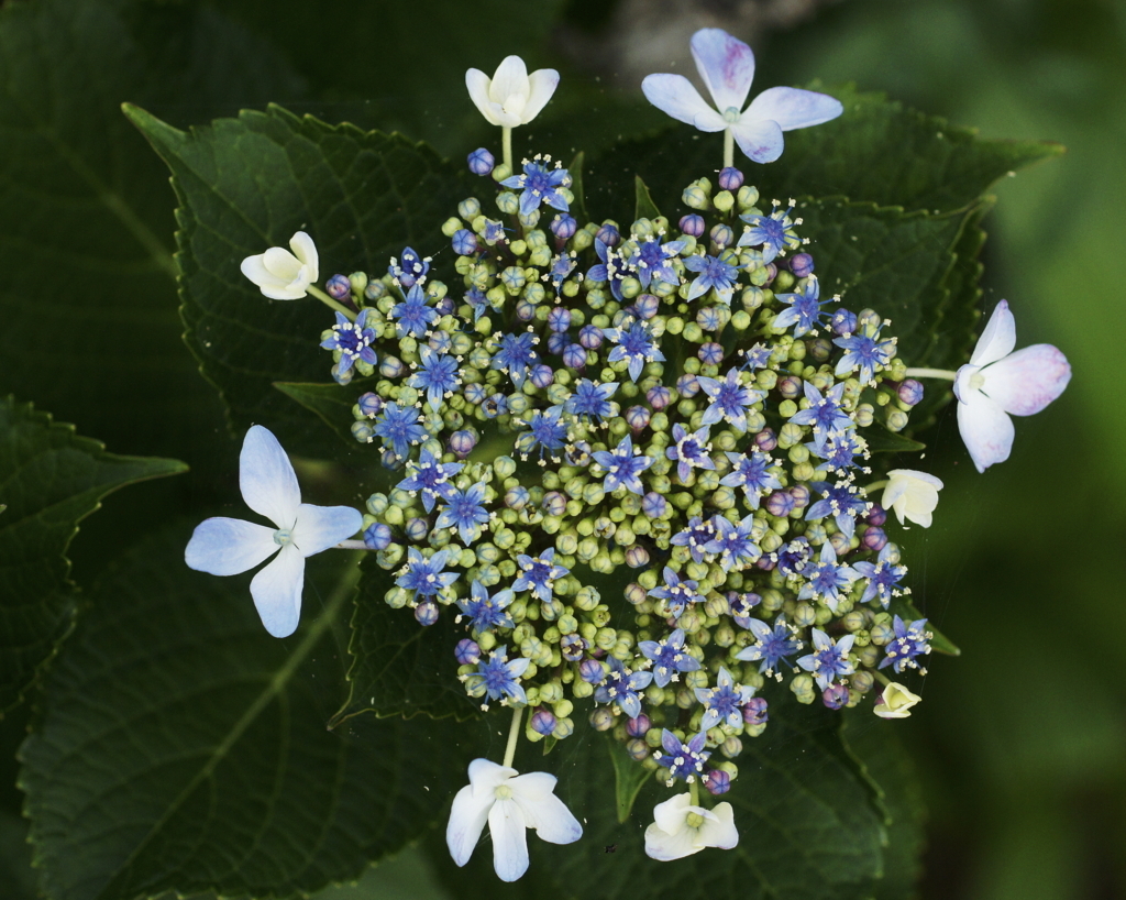 f:id:kameKiKu:20170624203821j:plain