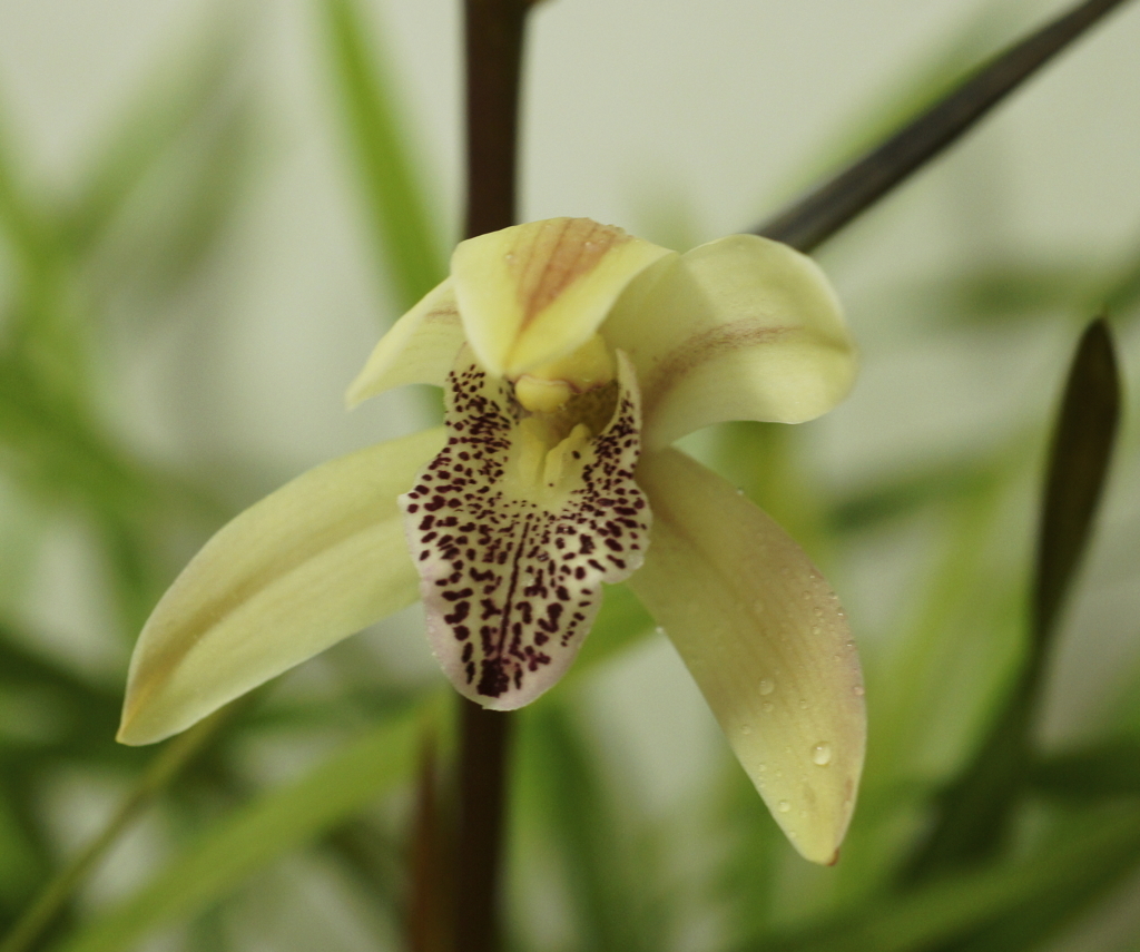 f:id:kameKiKu:20171205221845j:plain f:id:kameKiKu:20171205221845j:plain