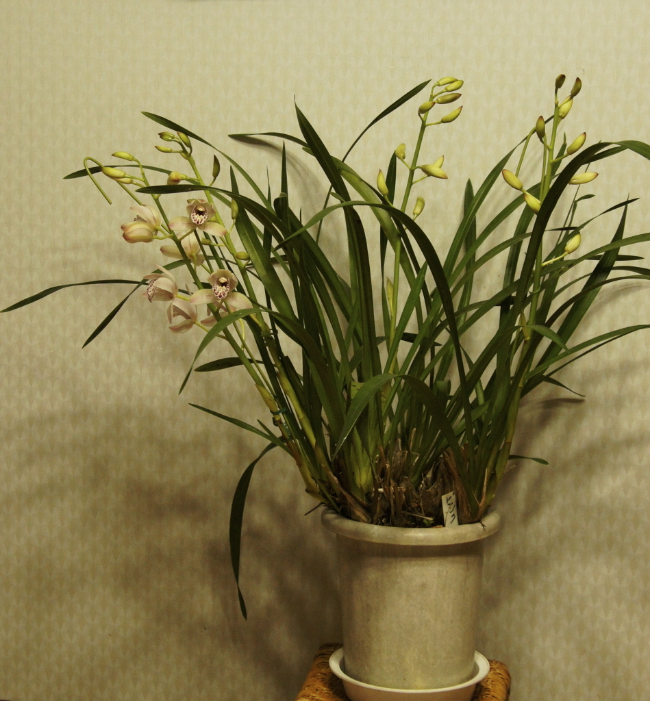 f:id:kameKiKu:20180204144512j:plain