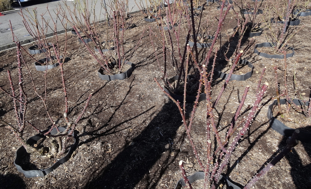 f:id:kameKiKu:20180204144645j:plain