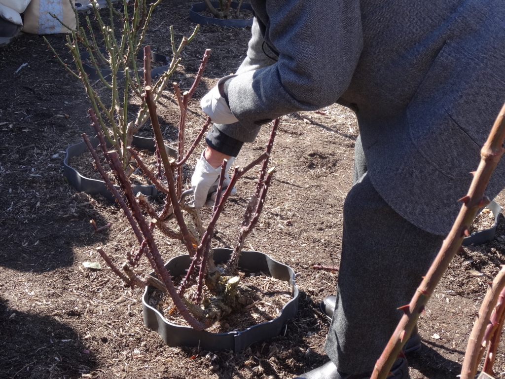 f:id:kameKiKu:20180204144717j:plain