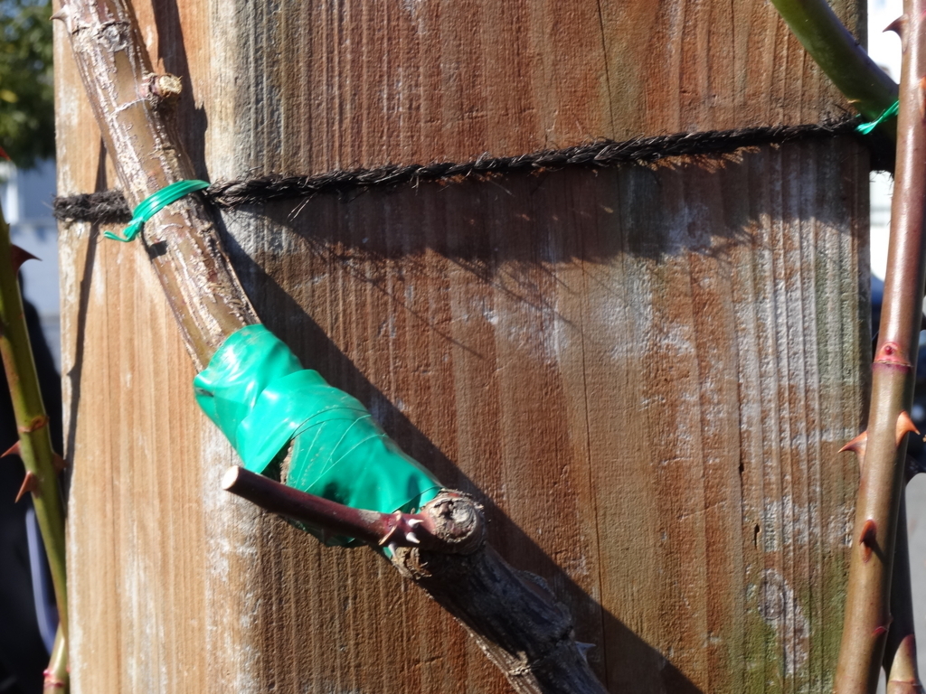 f:id:kameKiKu:20180204144838j:plain