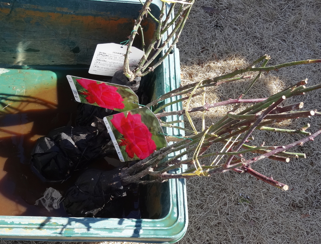 f:id:kameKiKu:20180204144856j:plain