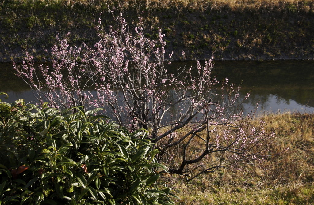 f:id:kameKiKu:20180331142209j:plain f:id:kameKiKu:20180331142209j:plain