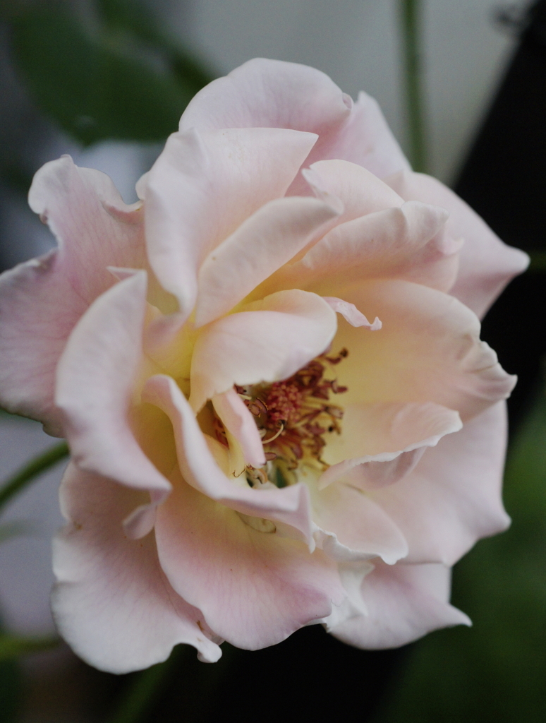 f:id:kameKiKu:20180704185104j:plain f:id:kameKiKu:20180704185104j:plain
