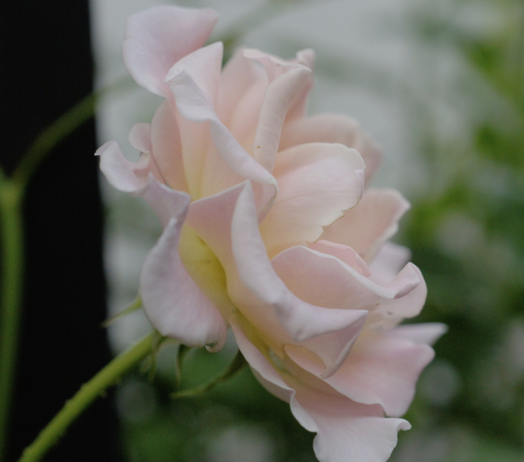 f:id:kameKiKu:20180704185143j:plain f:id:kameKiKu:20180704185143j:plain
