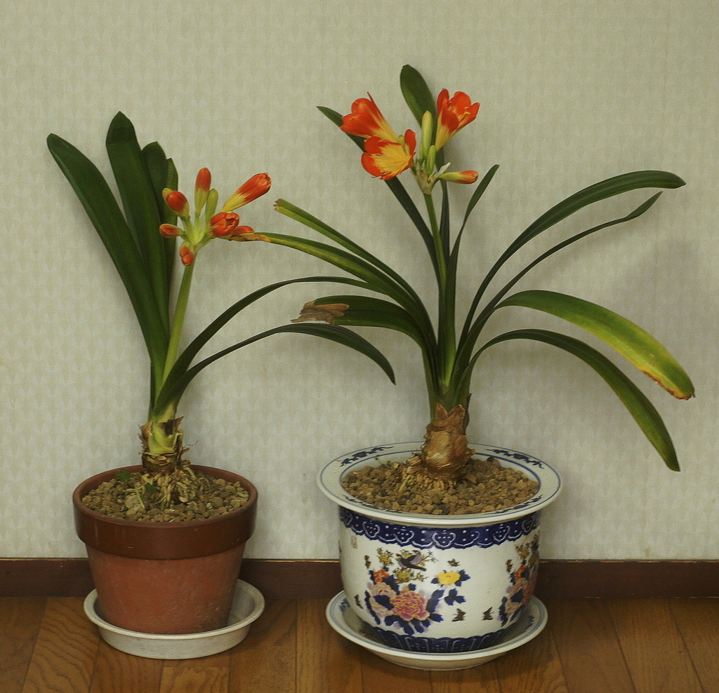 f:id:kameKiKu:20190309114821j:plain