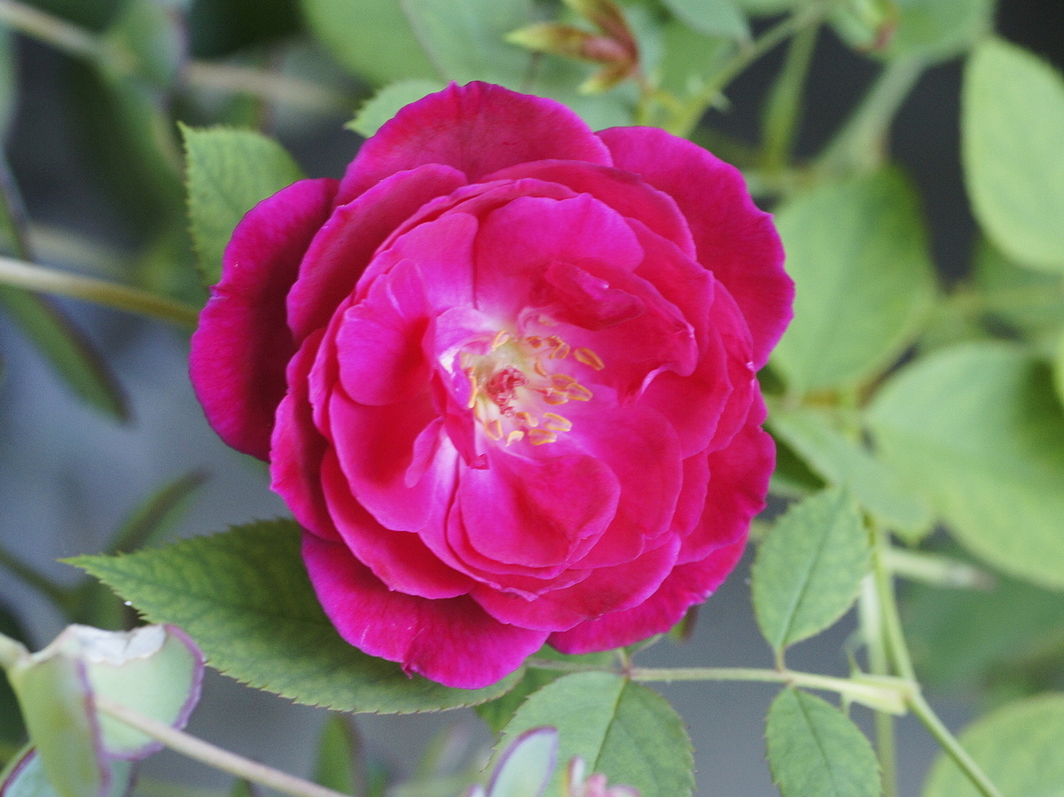 f:id:kameKiKu:20190825145607j:plain f:id:kameKiKu:20190825145607j:plain